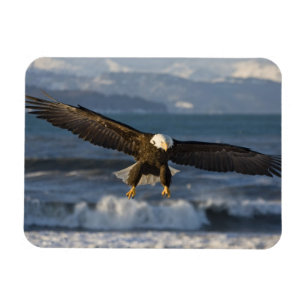 Bald Eagle, Haliaeetus leucocephalus, Homer, 3 Magnet