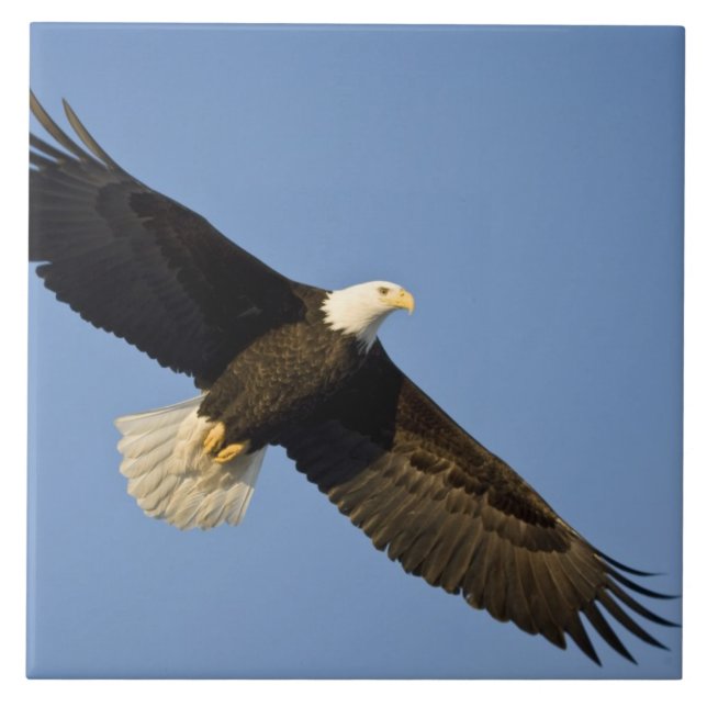 Bald Eagle, Haliaeetus leucocephalus, Homer, 4 Ceramic Tile (Front)