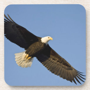 Bald Eagle, Haliaeetus leucocephalus, Homer, 4 Coaster