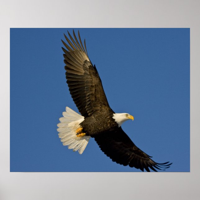 Bald Eagle, Haliaeetus leucocephalus, Homer, Poster (Front)