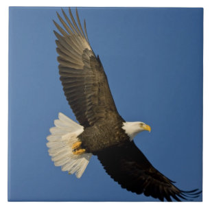 Bald Eagle, Haliaeetus leucocephalus, Homer, Tile
