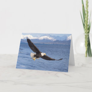 bald eagle, Haliaeetus leucocephalus, in flight 4 Card
