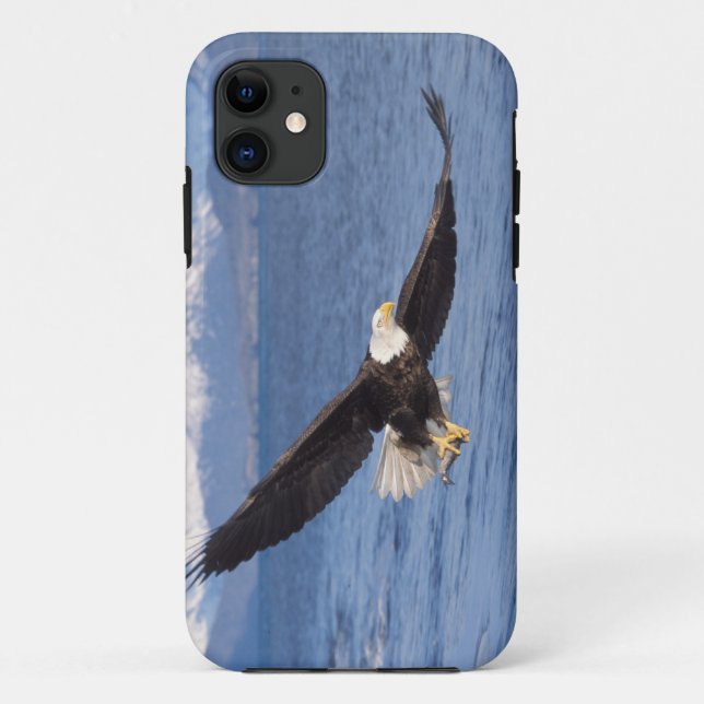 bald eagle, Haliaeetus leucocephalus, in flight 4 Case-Mate iPhone Case (Back)