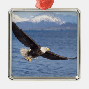 bald eagle, Haliaeetus leucocephalus, in flight 4 Metal Ornament