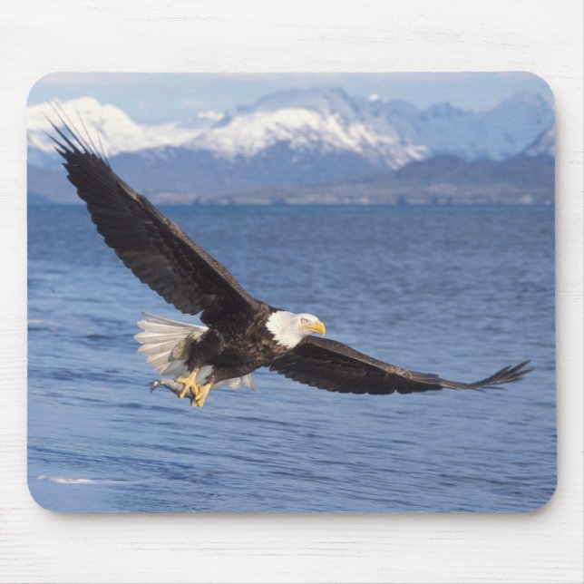bald eagle, Haliaeetus leucocephalus, in flight 4 Mouse Pad (Front)