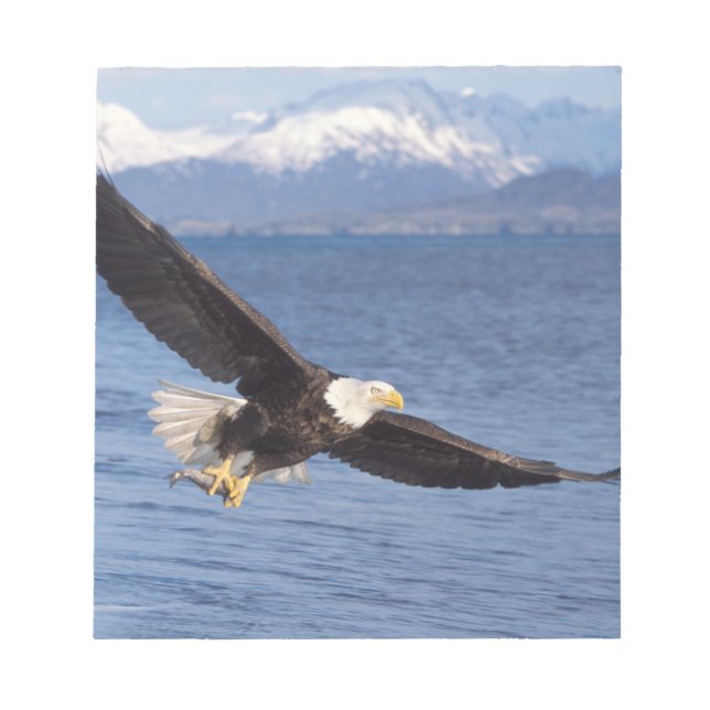 bald eagle, Haliaeetus leucocephalus, in flight 4 Notepad (Front)