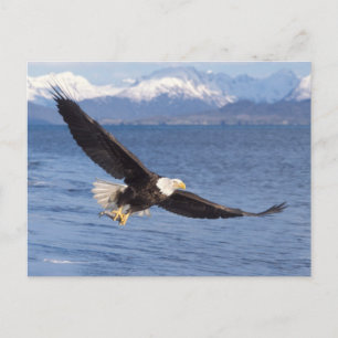 bald eagle, Haliaeetus leucocephalus, in flight 4 Postcard