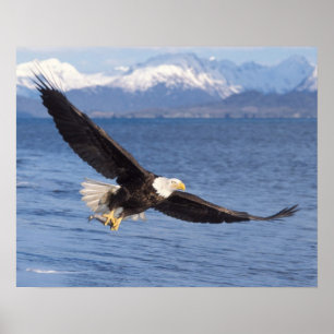 bald eagle, Haliaeetus leucocephalus, in flight 4 Poster