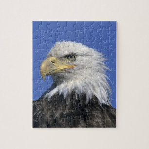 Bald Eagle, (Haliaeetus leucocephalus), wild, Jigsaw Puzzle