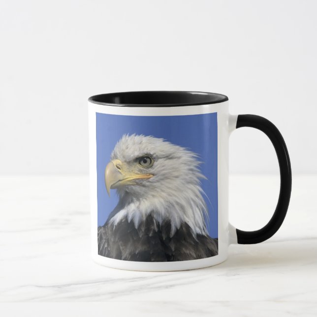 Bald Eagle, (Haliaeetus leucocephalus), wild, Mug (Right)
