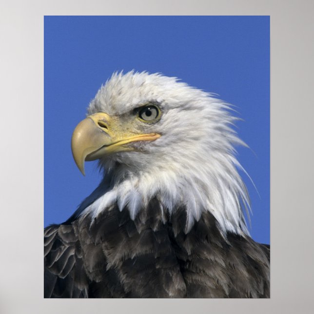 Bald Eagle, (Haliaeetus leucocephalus), wild, Poster (Front)