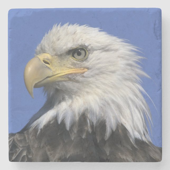 Bald Eagle, (Haliaeetus leucocephalus), wild, Stone Coaster (Front)