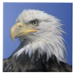 Bald Eagle, (Haliaeetus leucocephalus), wild, Tile