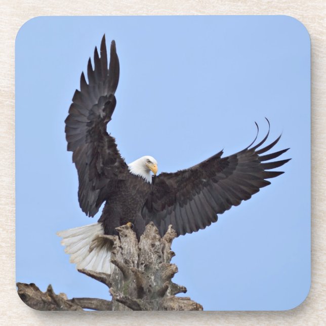 Bald Eagle (Haliaeetus leucocephalus) with wings Coaster (Front)