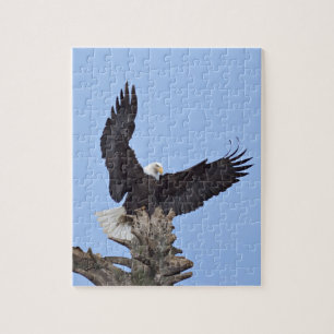Bald Eagle (Haliaeetus leucocephalus) with wings Jigsaw Puzzle