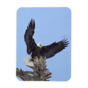 Bald Eagle (Haliaeetus leucocephalus) with wings Magnet