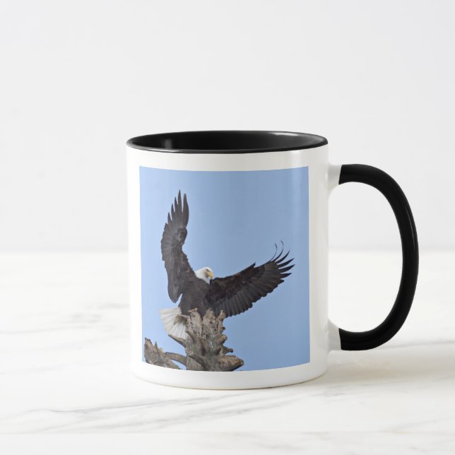 Bald Eagle (Haliaeetus leucocephalus) with wings Mug (Right)