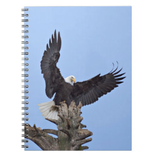 Bald Eagle (Haliaeetus leucocephalus) with wings Notebook