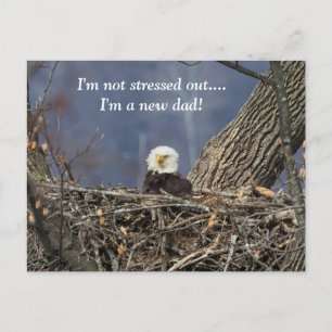 Bald Eagle having a bad hair day Postcard