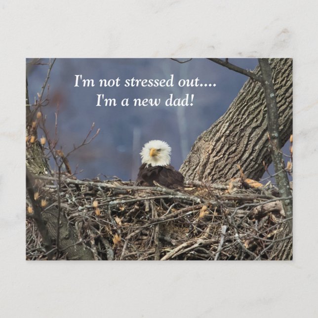 Bald Eagle having a bad hair day Postcard (Front)