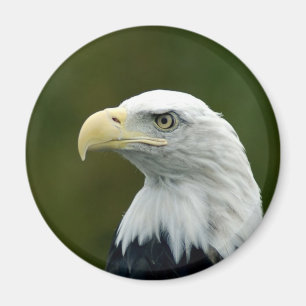 Bald Eagle head magnet