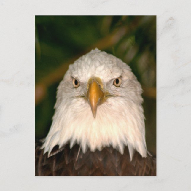 Bald Eagle Head On photograph design Postcard (Front)