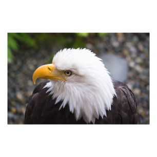 Bald Eagle Head Photo Print
