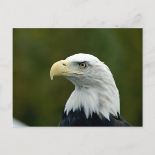 Bald Eagle head postcard