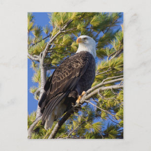 Bald Eagle I Postcard