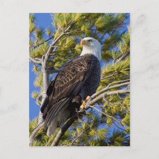 Bald Eagle I Postcard