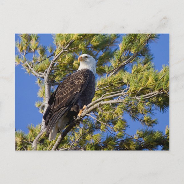 Bald Eagle II Postcard (Front)