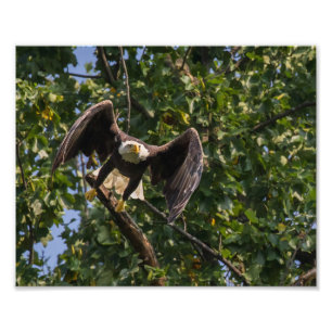 Bald Eagle In A Batman Pose. Photo Print