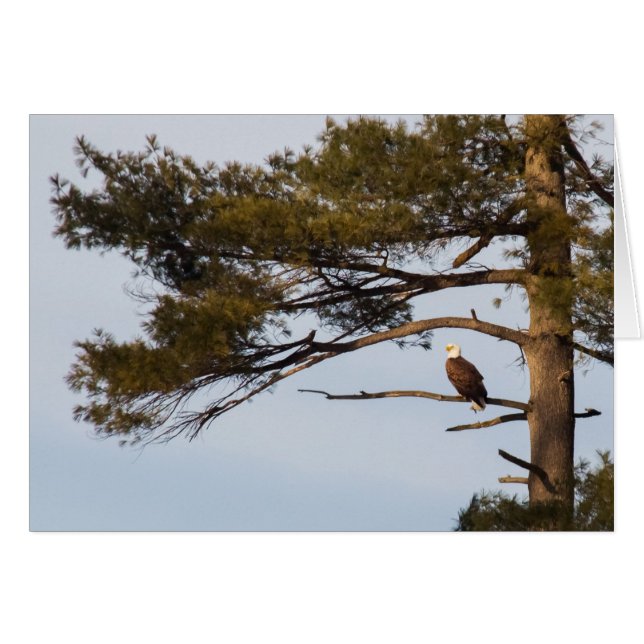 Bald Eagle In A Pine Tree (Front Horizontal)