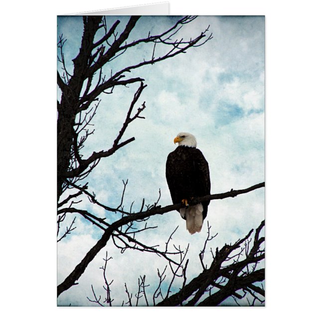 Bald Eagle in a Tree With Blue Sky and Clouds (Front)