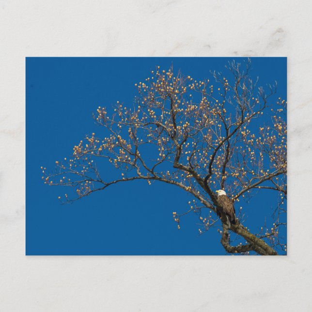 Bald Eagle In A Tulip Tree Postcard (Front)