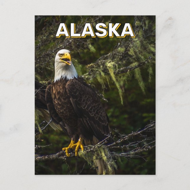 Bald Eagle In Alaska Postcard (Front)