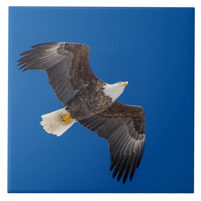 Bald Eagle In Blue Sky Ceramic Tile (Front)