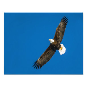 Bald Eagle In Clear Blue Sky Photo Print