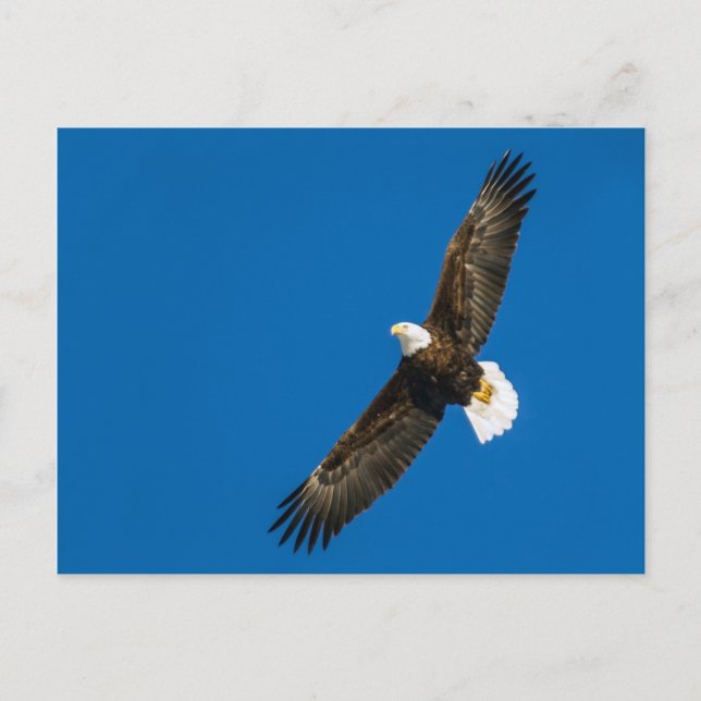 Bald Eagle In Clear Blue Sky Postcard (Front)