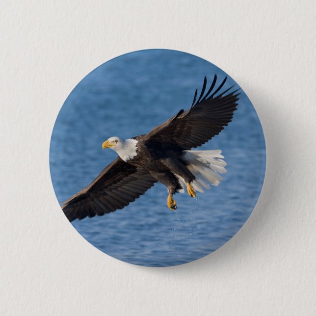 Bald eagle in flight 6 cm round badge (Front)