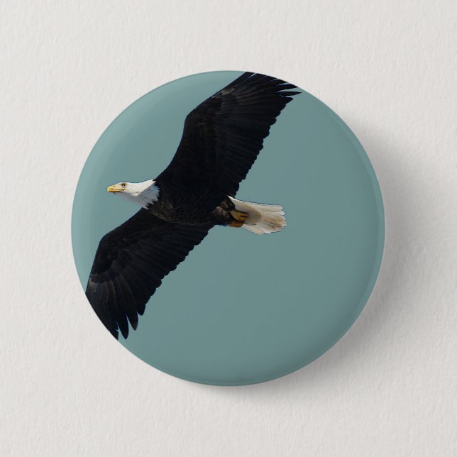 bald eagle in flight 6 cm round badge (Front)
