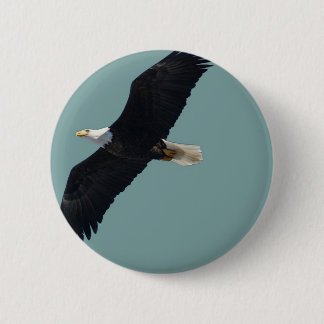 bald eagle in flight 6 cm round badge