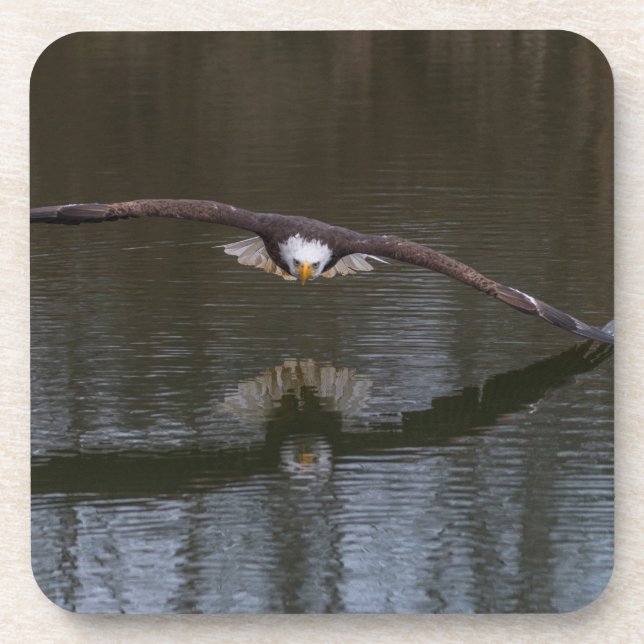 Bald Eagle in Flight Beverage Coaster (Front)