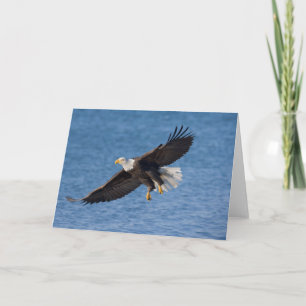 Bald eagle in flight card