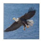 Bald eagle in flight ceramic tile<br><div class="desc">Bald eagle,  Homer,  Southcentral Alaska</div>