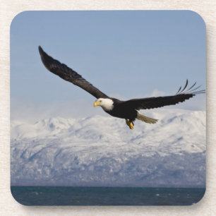 Bald Eagle in Flight, Haliaeetus leucocephalus, 3 Coaster