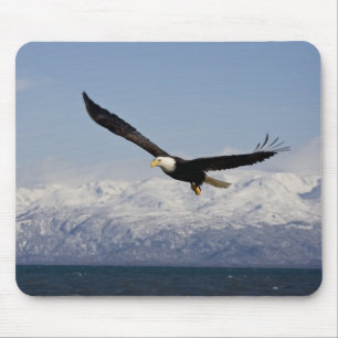 Bald Eagle in Flight, Haliaeetus leucocephalus, 3 Mouse Pad
