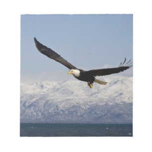 Bald Eagle in Flight, Haliaeetus leucocephalus, 3 Notepad