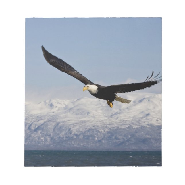 Bald Eagle in Flight, Haliaeetus leucocephalus, 3 Notepad (Front)
