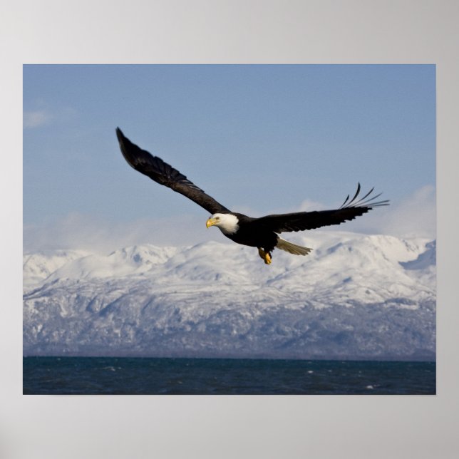 Bald Eagle in Flight, Haliaeetus leucocephalus, 3 Poster (Front)